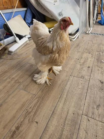 5 Brahma-Hennen abzugeben, sie sind 2 Jahre alt.