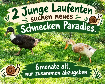 Laufenten
