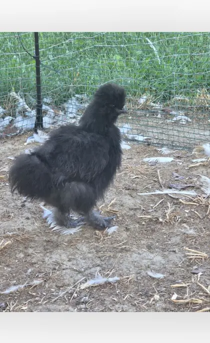 Seidenhuhn
