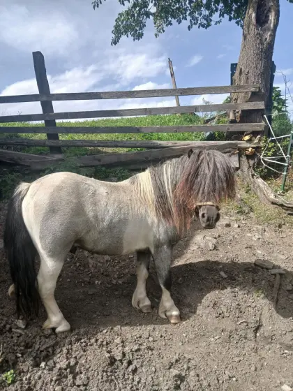 Shetlandponys