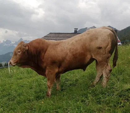 Suche Deckstier