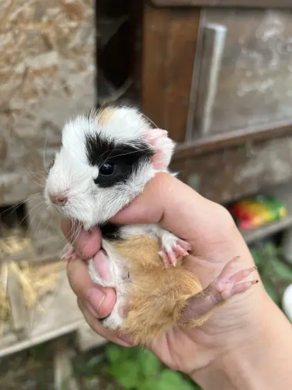 Meerschweinchen zu verschenken