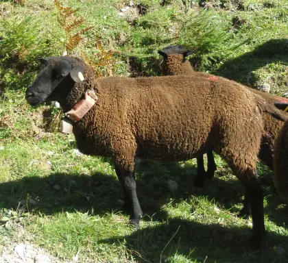 Jura-Schaf