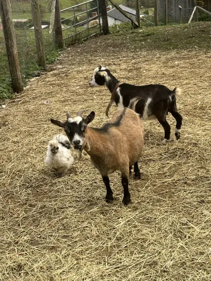 Zwergziege weiblich