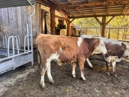 Einsteller Stier, 03/2026 geboren