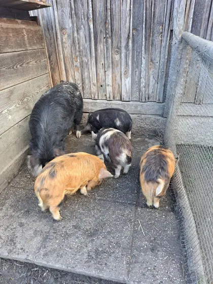 Kunekuneschweinchen von 04/26
