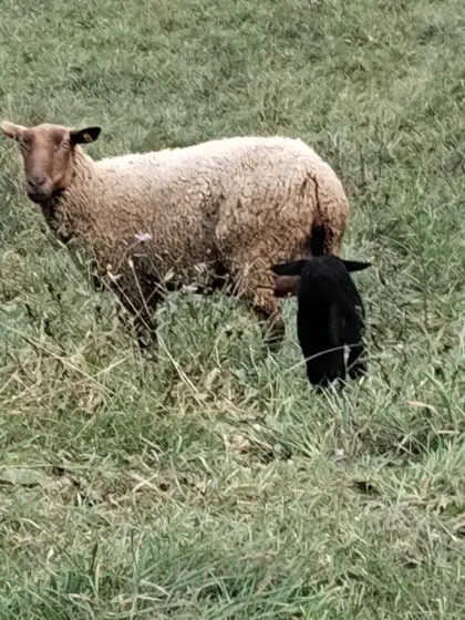 Mutterschaf