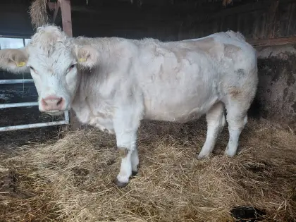 Charolais-Kalbin
