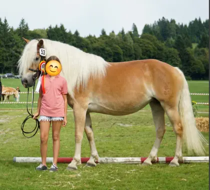 Haflinger Stute