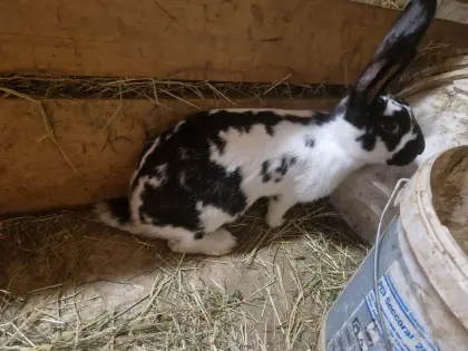 Junge Hasen/Kaninchen, 5 Monate alt