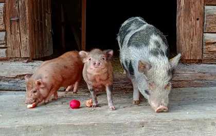 2 Minischwein-Ferkelchen