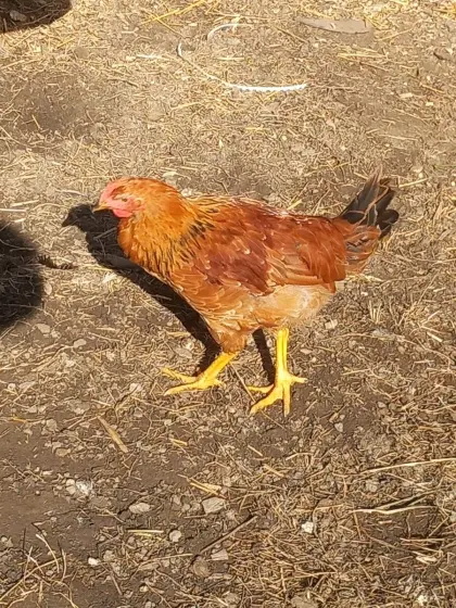 Gockel
