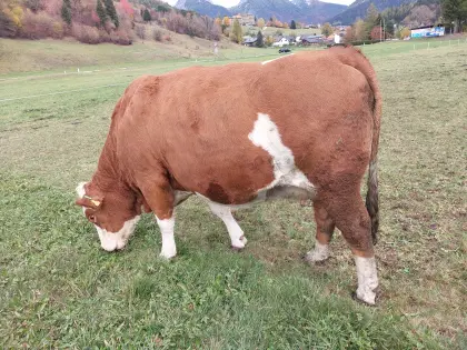 FV-Kalbin, hochträchtig.