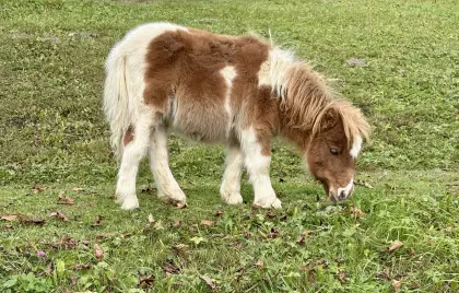 Minishetlandpony-Stutfohlen sucht Traumplatz, Traumpferd