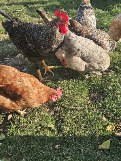 Hahn, schwedisches Blumenhuhn