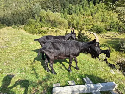 Schöne großrahmige Ziegen zu verkaufen
