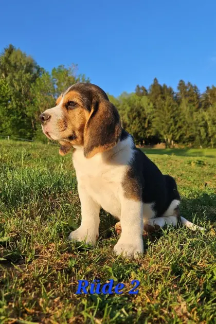 Beagle-Welpen