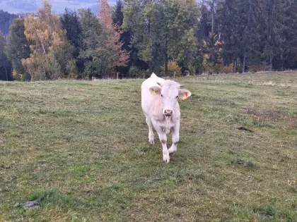 Kärntner Blondviehkalbin