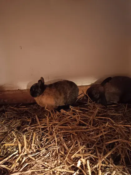 2 Zwergkaninchen