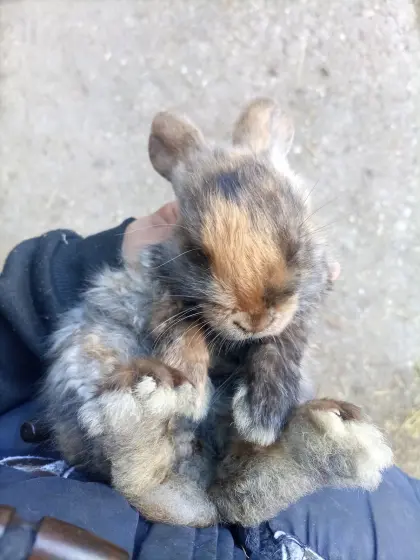 Zwergkaninchen