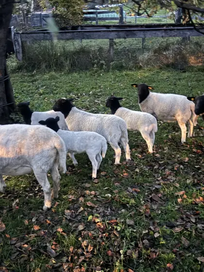 Bio-Dorperschaf-Lamm