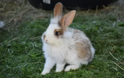 Kaninchen, Löwenkopfkaninchen