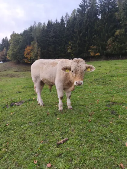 Zuchtstier Kärntner Blondvieh