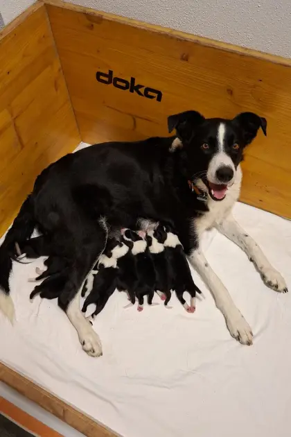 Reinrassige Border Collie Welpen