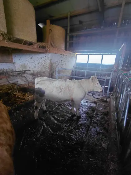 Charolais-Kalbin
