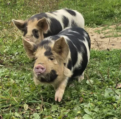 Kune-Kune-Ferkel