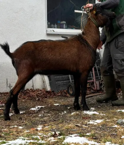 GGZ-Bock Rocky