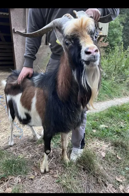 Steirischer Scheckenziegenbock