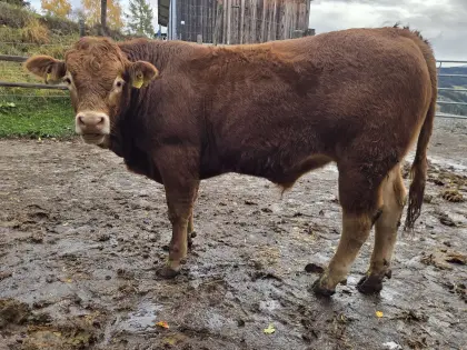 Limousin-Jungstier