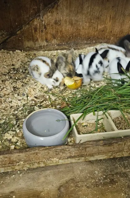 Scheckenkaninchen