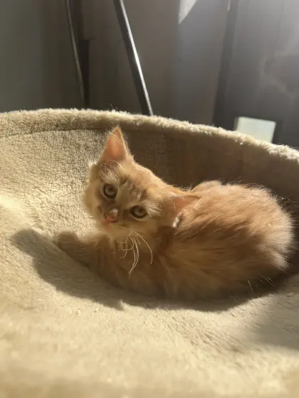 Katzenbaby