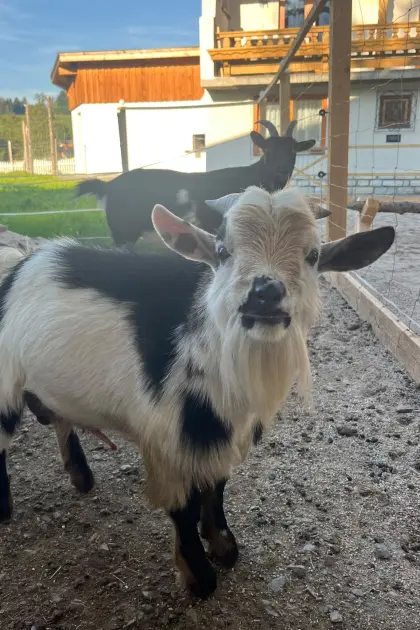 Mini-Zwergziegenbock