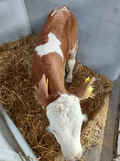 Bio-Stierkalb