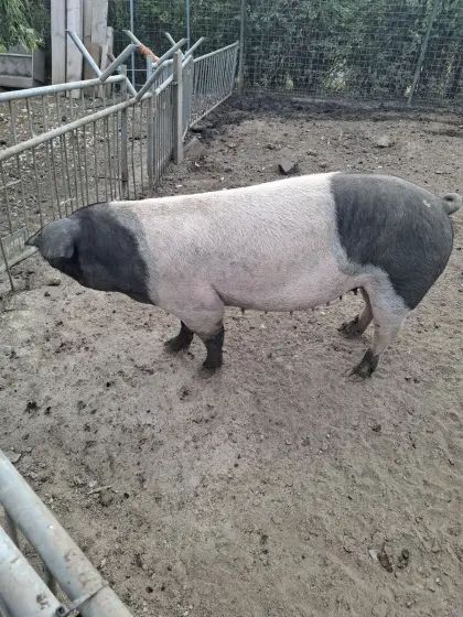 Zuchtschwein
