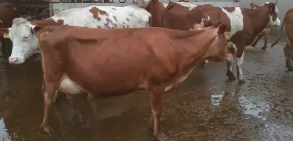 Jersey