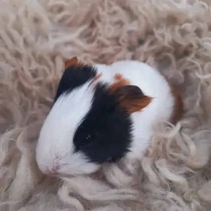 Meerschweinchen