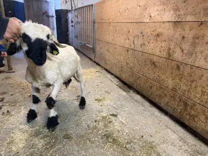 Verkaufe Walliser Widder