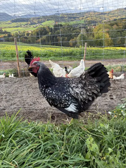 Bio Barnevelder-Hahn schwarz-silber doppeltgesäumt