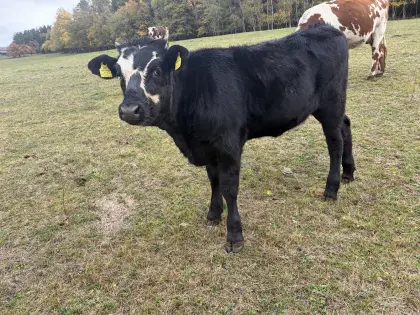 Nowag, Normande x Wagyu