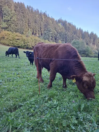 Angus-Stier