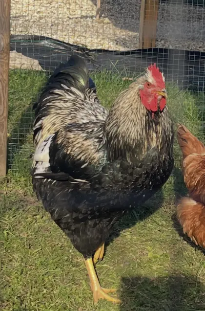Reinrassiger silber-schwarz doppeltgesäumter Barnevelder-Hahn