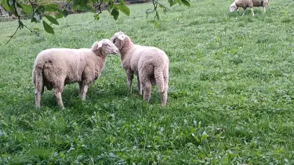Schafwidder, Jungwidder Merino Jura