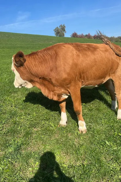 Hochträchtige FV Kalbin zu verkaufen