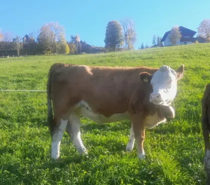 Trächtige Fleckvieh-Zuchtkalbinnen