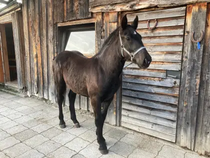Noriker Stutfohlen