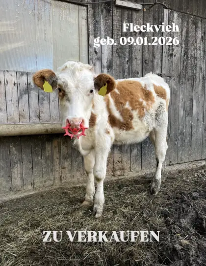 BIO Kalbinnen zu verkaufen